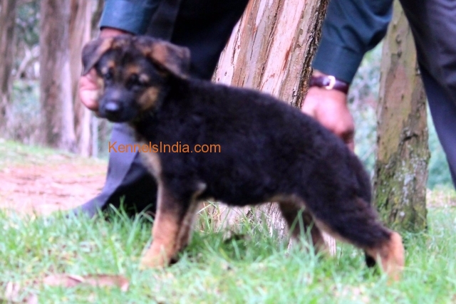 SHOW QUALITY GSD PUPPY AVAILABLE in coimbatore