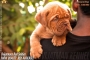 TOP QUALITY FRENCH MASTIFF PUPS FOR SALE in Bhopal