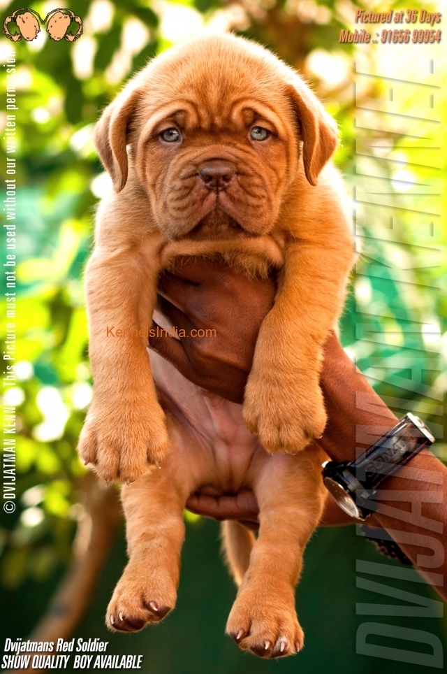 TOP QUALITY FRENCH MASTIFF PUPS FOR SALE in Bhopal