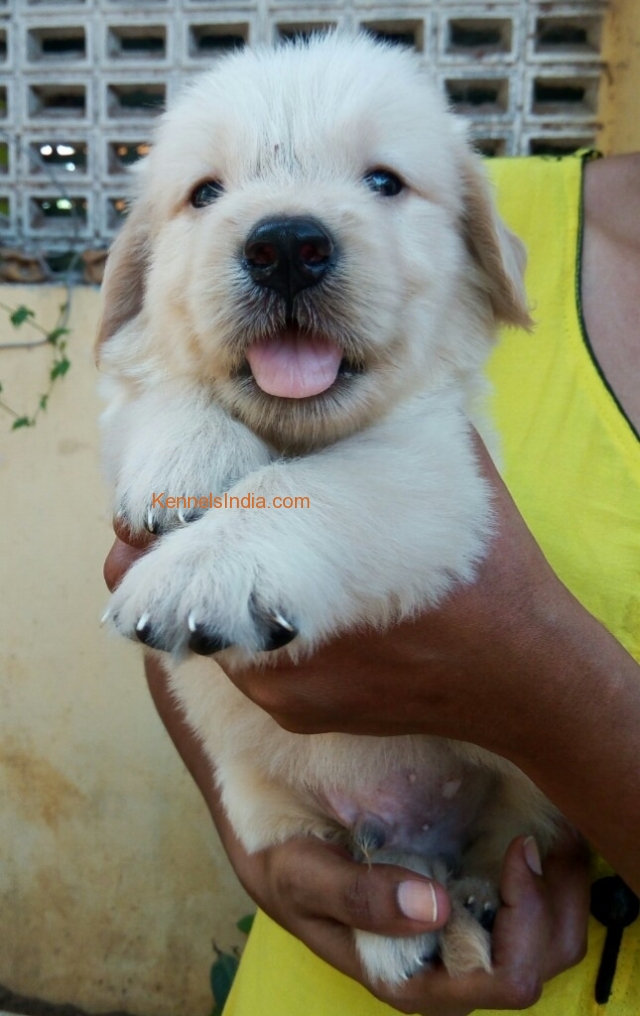 Golden retriever studd puppy for sale in chennai