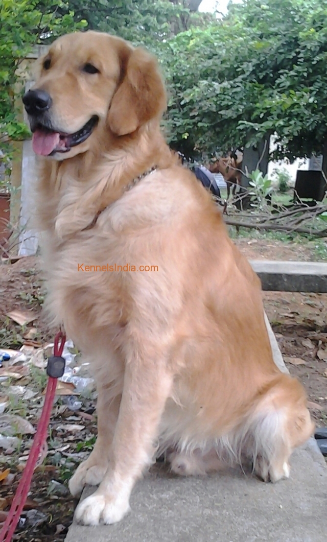 Golden retriever studd puppy for sale in chennai