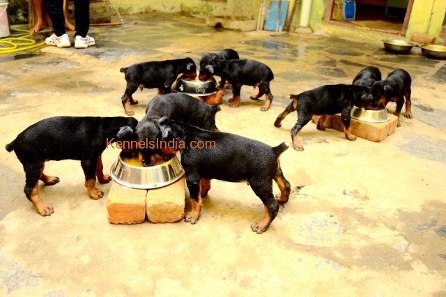 KCI Certified Doberman puppies for sale in chennai tamilnadu
