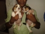 beagle male puppise for sell in delhi 