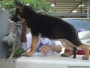 Imported German Shepherd Male Puppies available in Mumbai