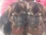 German Shepherd puppy for sale in Coimbatore Tamilnadu