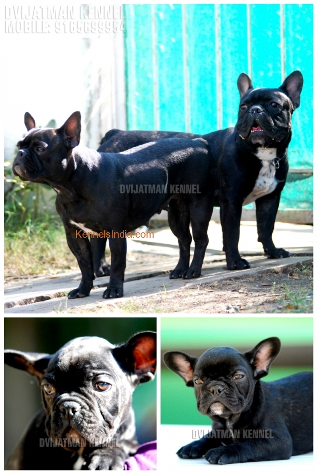 Best Quality French Bulldog pups available in Bhopal