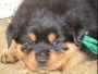 Rottweiler Puppies, Premium quality KCI registered, for sale.