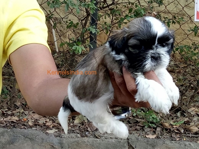 Shih tzu male and female puppys for sale in Hyderabad