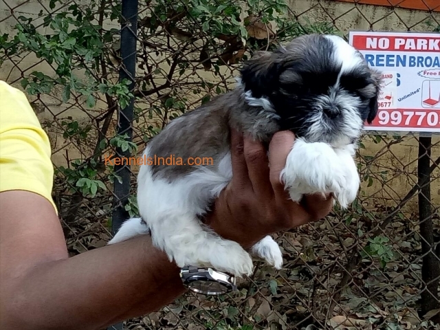 Shih tzu male and female puppys for sale in Hyderabad