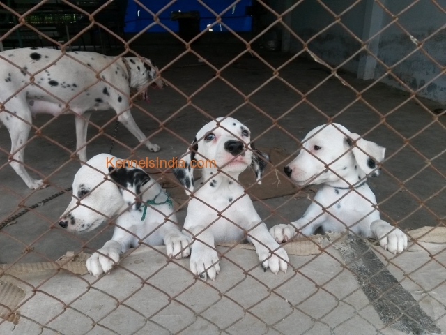 40 days old Dalmatian puppies for sale