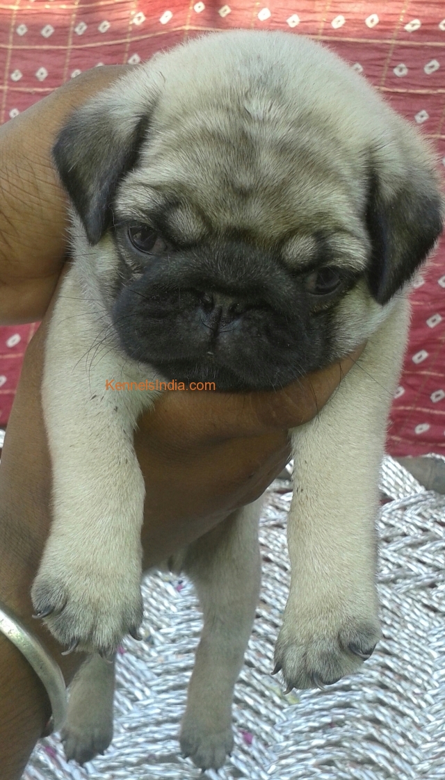 PUG MALE FOR SALE 