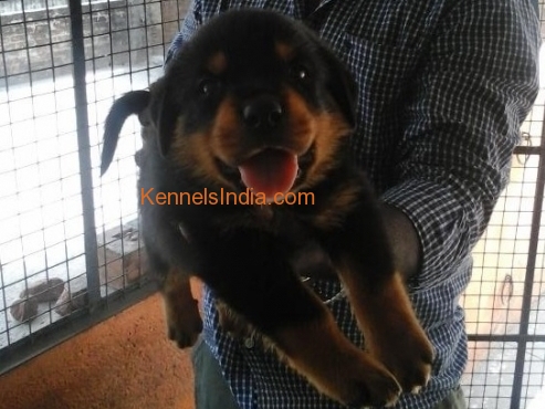 show quality rottwiler puppy for sale at porur chennai
