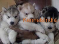 SIBERIAN HUSKY pups for sale in delhi