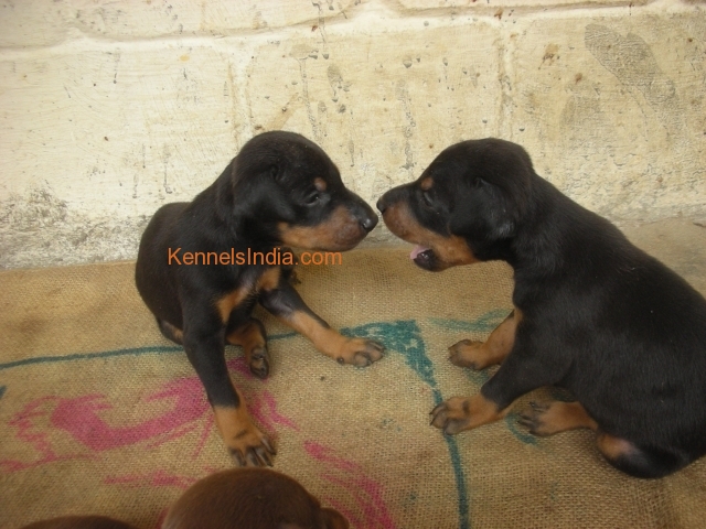 Dobermann Puppies sale with Good lineage Rs 5500 at chennai