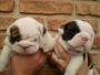 English Bulldog pups