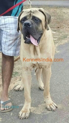 14 months old english mastiff for sale at Goa