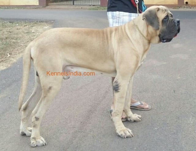 14 months old english mastiff for at