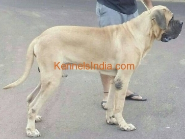 14 months old english mastiff for sale at Goa