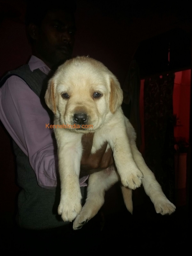 Labrador male and female available in New Delhi