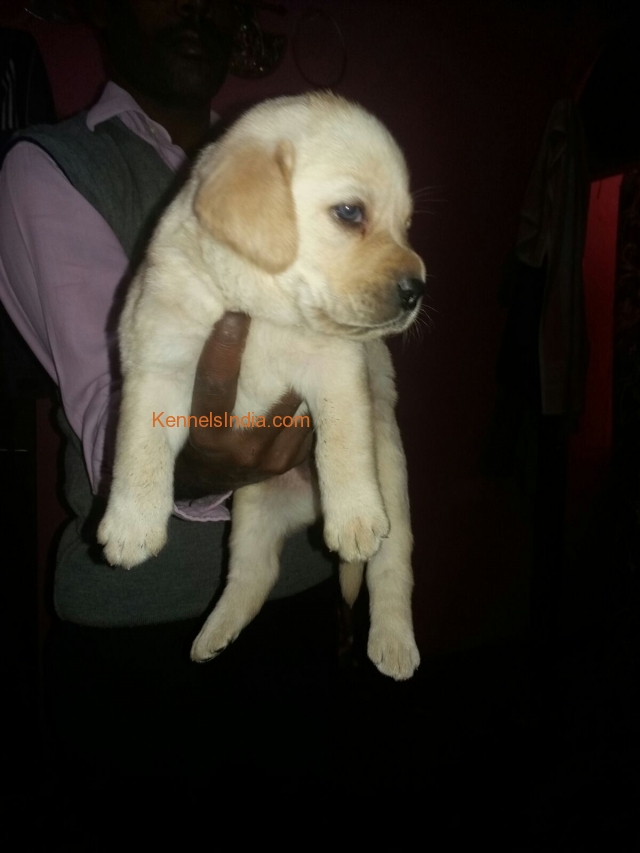 Labrador male and female available in New Delhi
