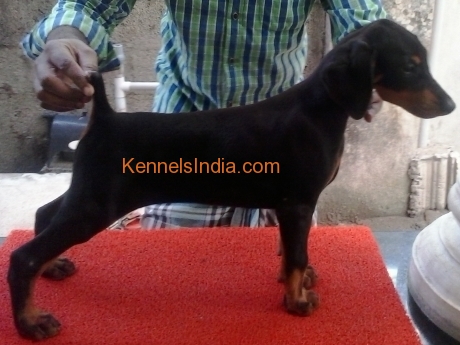 Doberman Female Puppies For Show Homes in Kerala Ernakulam