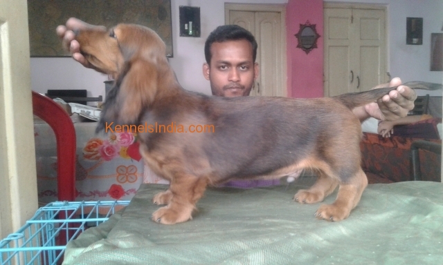 red male long haired dachshund in calcutta