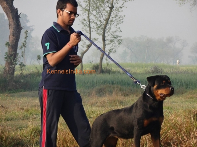Female Rottweiler Puppies For Sale in Uttar Pradesh Deoria
