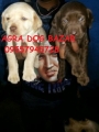 Pure Labrador Puppies for Sale at Agra
