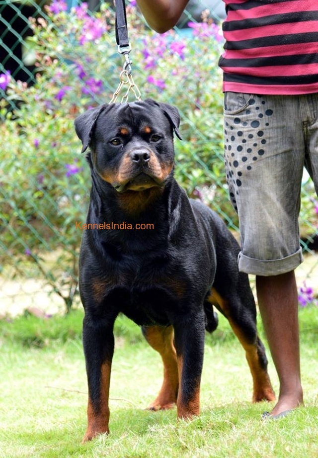Rottweiler Puppies for sale in Kerala Kozhikode