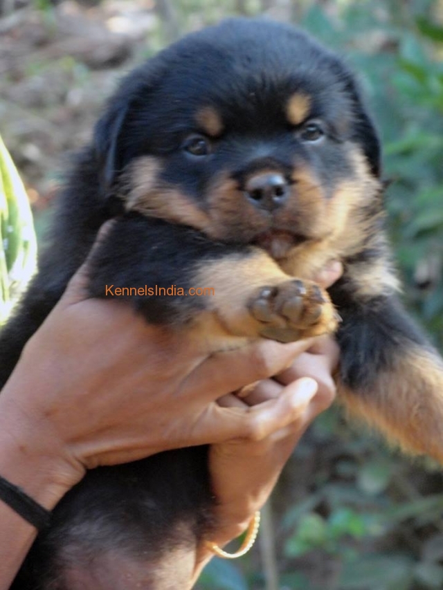 Rottweiler Puppies for sale in Kerala Kozhikode