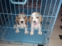 Female Beagle puppies for sale at Haryana