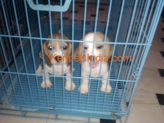 Female Beagle puppies for sale at Haryana