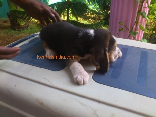 Cutest Show QUALITY Beagle puppy for sale in chennai