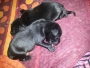 black puppies