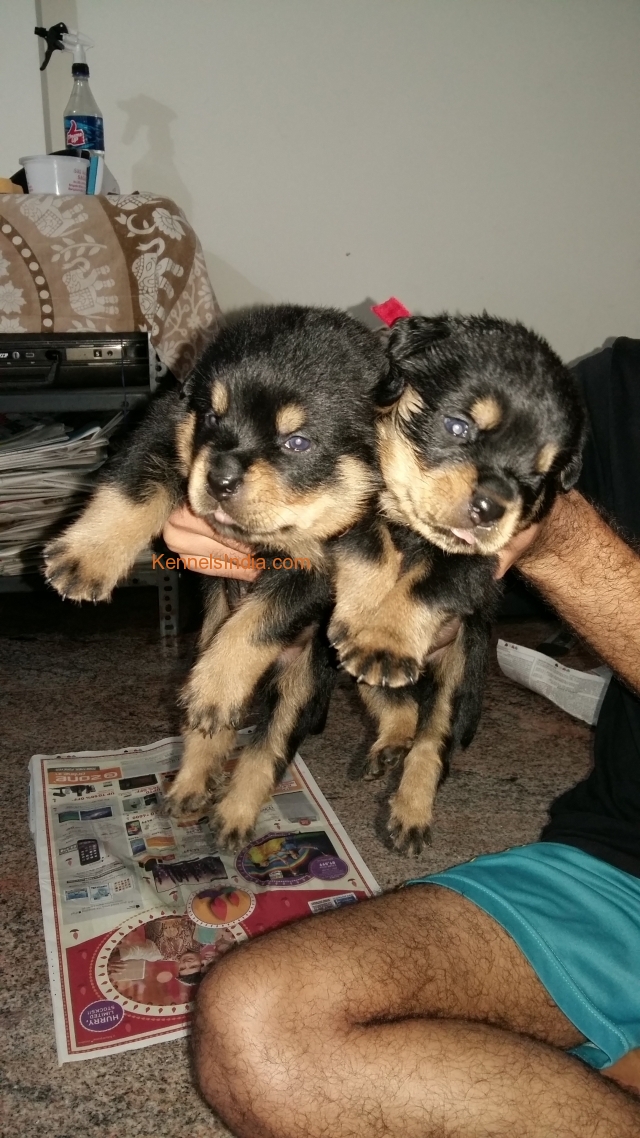 Puppies were 20 days old. 