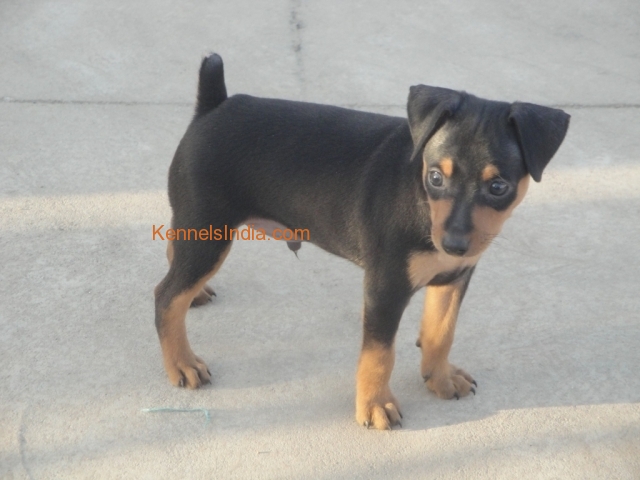 MINPIN PUP FOR SALE WITH KCI PAPER Coimbatore