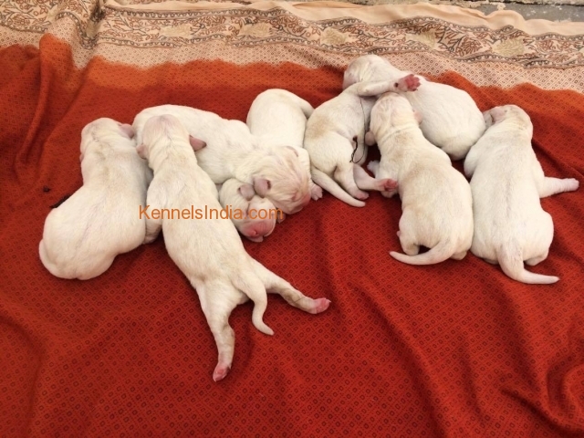 Same newborn puppies 