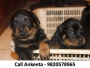 Rottweiler puppy for Sale in mumbai