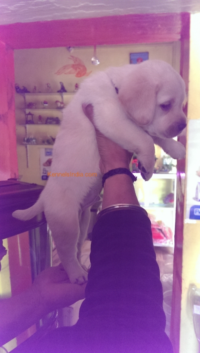 Labrador male pup for sale in Jaipur Rajasthan