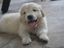 Show Quality Female Golden Retriever Puppies for sale in Mysore