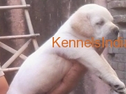 Labrador Puppies Sale In Agra