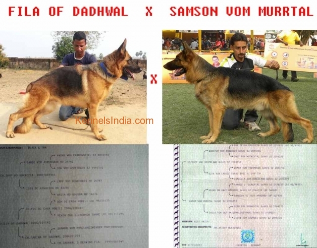 Show quality German Shepherd puppies Father direct German Import