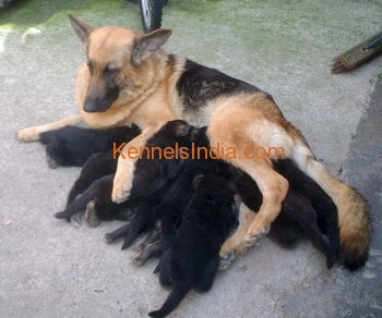6 female cute GSD puppies for sale in bangalore