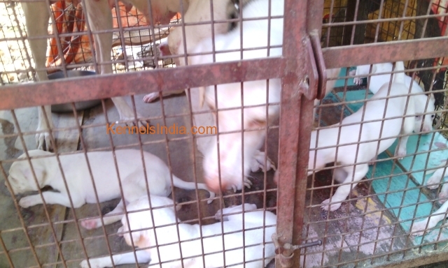 Rajapalayam Indian pure breed dog puppies for sale in Rajapalayam