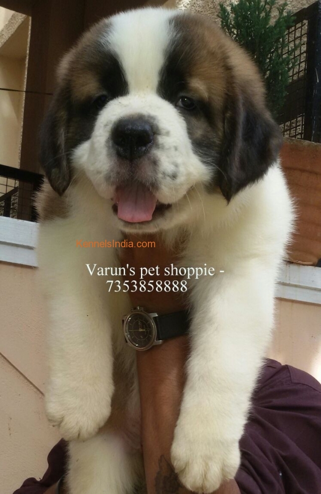 Show prospective saint bernard puppies available in Bangalore