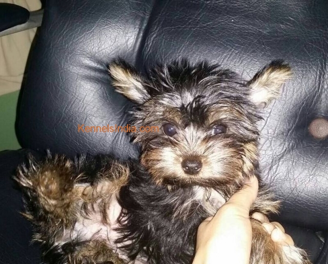 Yorkshire Terrier male pup for sale in Mumbai