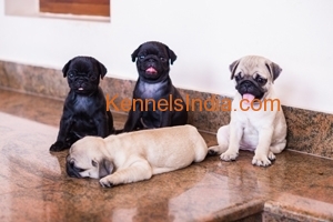 Pug puppies for sale in Ernakulam kerala