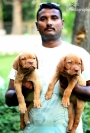 French Mastiff Puppies for sale in Aurangabad Maharashtra