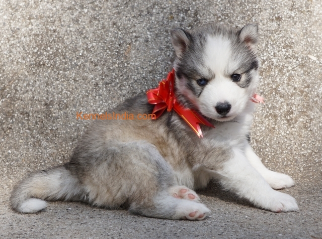 SIBERIAN HUSKY PUPPIES READY FOR SHOW HOMES in Bangalore