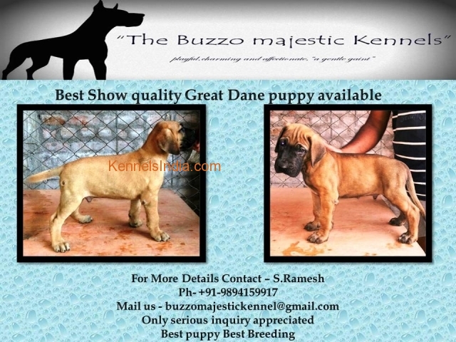 Show quality Great puppies for Sales in Madurai